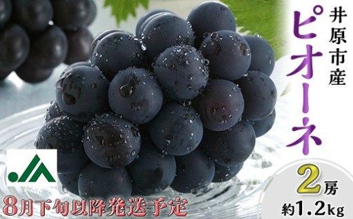 岡山県産 種無し ピオーネ2房（約1.2kg）