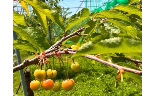 初夏の味覚、順調に成長中！