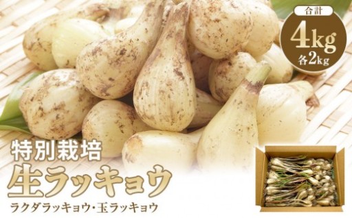 【特別栽培】生ラッキョウ　計4kg