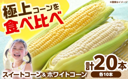 高槻産朝採れとうもろこし食べ比べ🌽