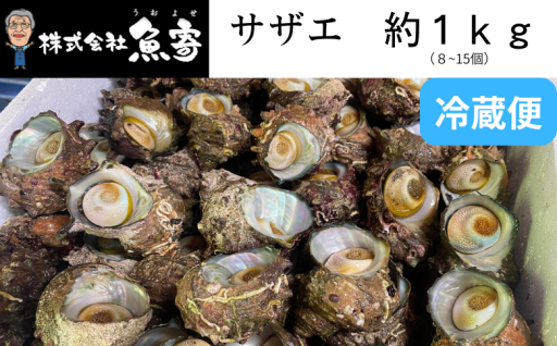 日本海の新鮮なサザエをお届けします！ 