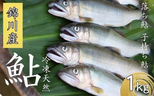 錦川産の天然鮎 (冷凍) 1kg 10匹程度 落ち鮎 子持ち