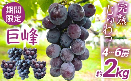 【先行予約受付中】🍇期間限定🍇巨峰 ぶどう 約2kg