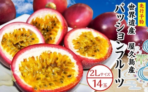 【2026年発送先行受付】絶品パッションフルーツ2L玉（14玉）“屋久島の恵み”と“愛情”込めて！
