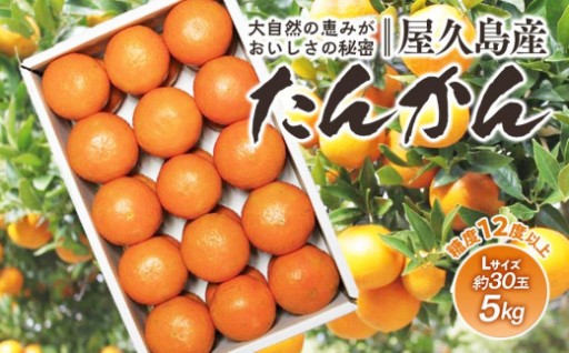 ＜先行予約／数量限定＞屋久島産たんかん 約5kg（Lサイズ／約30玉）