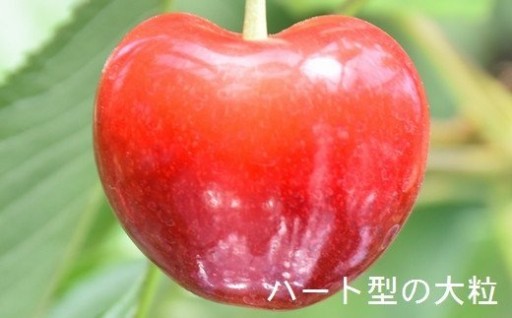 高級さくらんぼ「ジュノハート」先行予約　受付中！【青森県三戸町】