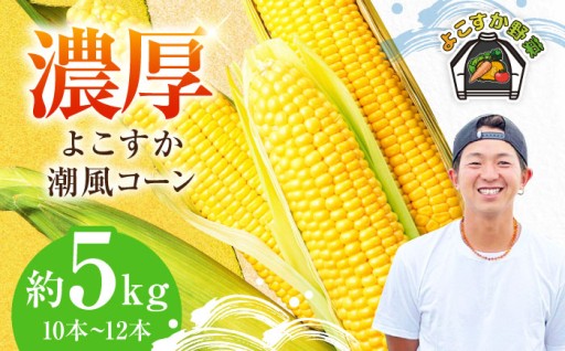【先行予約】【数量限定100セット】よこすか潮風コーン 10本～12本 計約5kg 