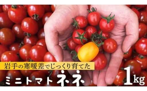 スーパーでは出会えない、幻のミニトマト。