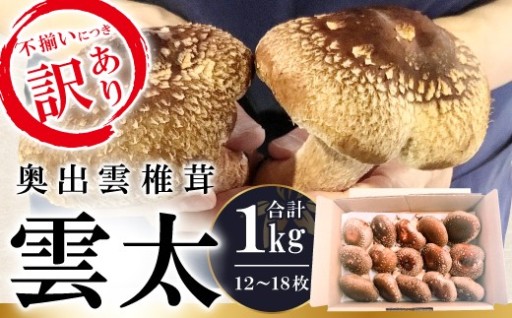 旨味と歯ごたえが格別！奥出雲のジャンボ椎茸「雲太」訳あり1kg!!