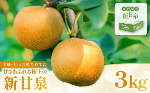 ✨あふれ出す甘さ✨新甘泉3kg箱(鳥取県大山町産梨)