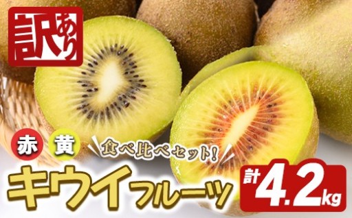 【訳あり】常陸大宮産 キウイ 食べ比べセット 計4.2kg