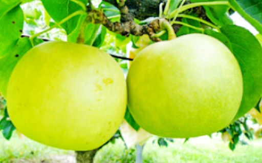 鳥取県産 二十世紀梨 “赤秀” 3kg（8〜9玉/4L～3Lサイズ）