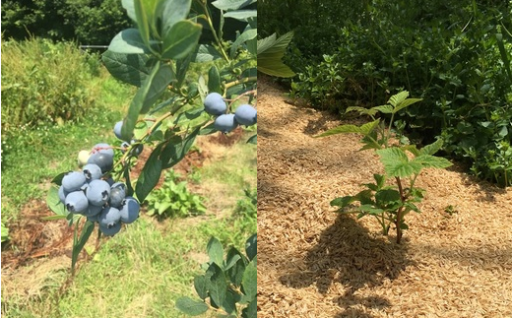 ホームベリー鉢植えセット（3株）