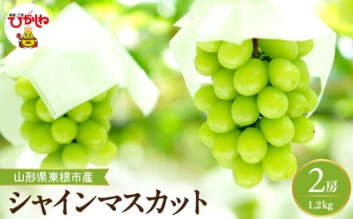 【山形県東根市】生産者が大切に育てた旬のシャインマスカット🍇をお届けします！