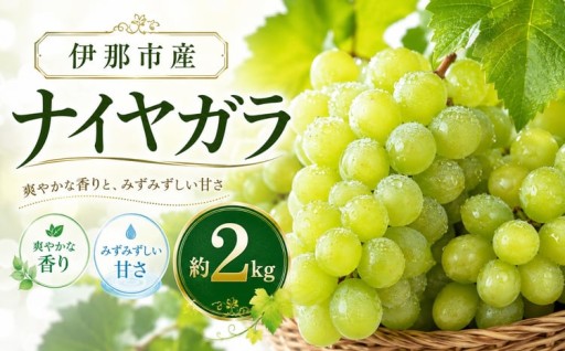 葡萄 伊那市産 ぶどう ナイアガラ 約2kg