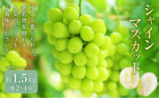 山形おきたま産 シャインマスカット 秀2～4房（約1.5kg）