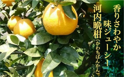 ＼なくなり次第終了／山崎農園の河内晩柑 9～10kg