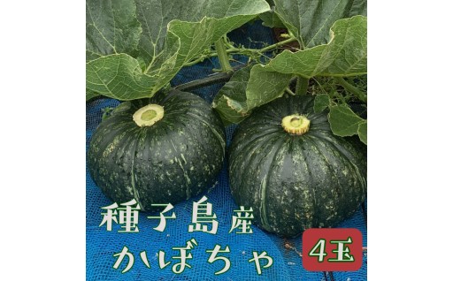 【 6月 発送】 種子島 産 完熟 かぼちゃ ( えびす南瓜 ) 4玉