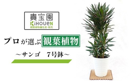 プロが選ぶ観葉植物　～サンゴ7号鉢～