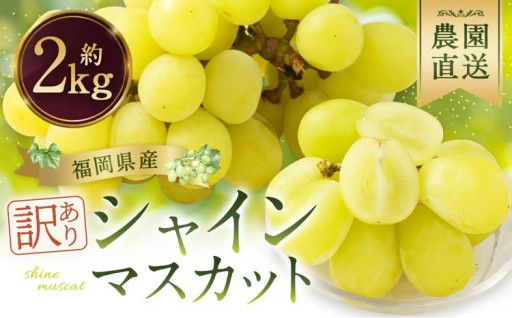 【訳あり】農園直送！ シャインマスカット 約2kg