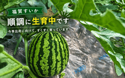 福賀すいか今季生育状況ブログ更新しました　
