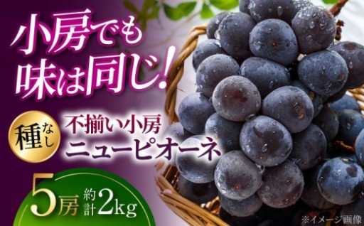 ＼毎年人気！／甘さ弾ける、不揃いピオーネ