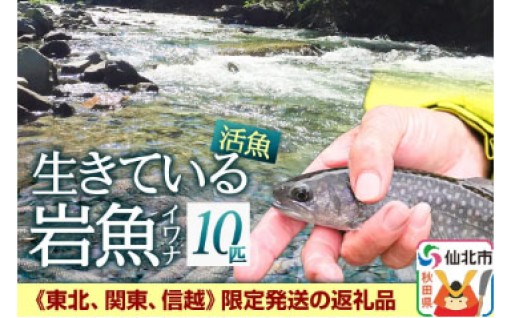 🐟🐟🐟生きている岩魚（イワナ）10匹🐟🐟🐟