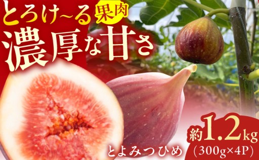 ブランド無花果「とよみつひめ」