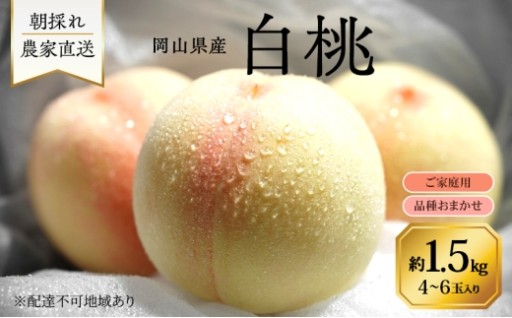 岡山県産 白桃 品種おまかせ ご家庭用 1.5kg(4～6玉)