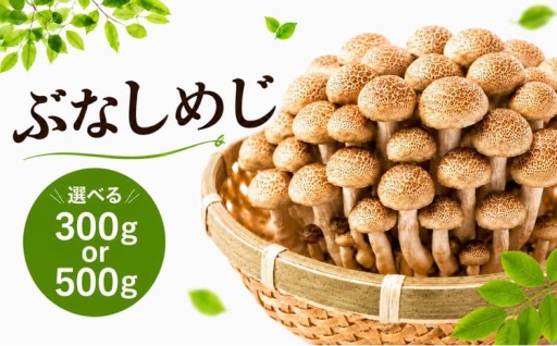 清らかな水と澄んだ空気が育てた、天龍村のぶなしめじ。