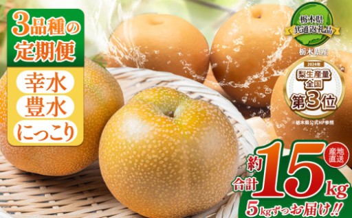 【2026年先行予約】【定期3回】 梨 5kg 