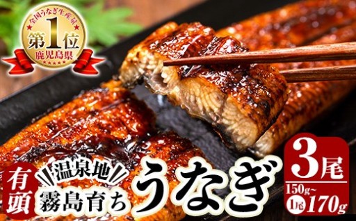 霧島市育ちのあの「うなぎ」150～170g×3尾！【田代水産】