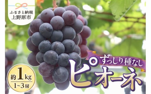 ★2026年先行予約★種なしピオーネ 約1kg