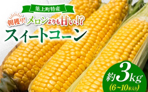 この季節が来ました！！【朝採りを発送】メロンより甘い！？特産スイートコーン「京築の恵み」