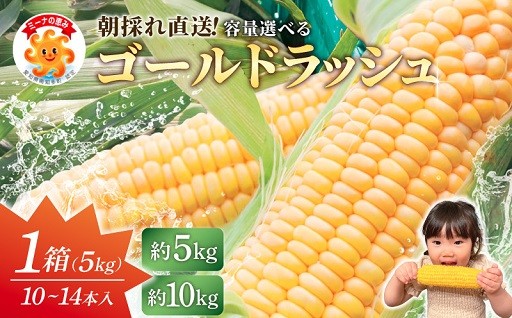 【先行予約】南知多町の朝採れスイートコーン