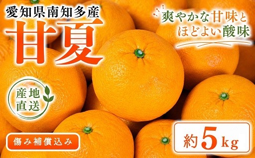 ＜南知多町産＞甘夏 約5kg
