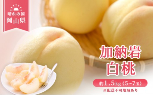 岡山県産 加納岩 白桃 約1.5kg（5～7玉）