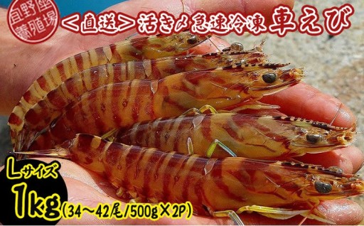 【養殖場から直送】活き〆急速冷凍車えび　Lサイズ　約1kg（34～42尾/500g×2P） 