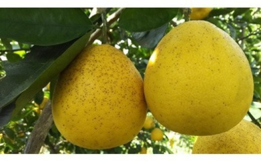 🍊木成り河内晩柑🍊（家庭用）約8kg