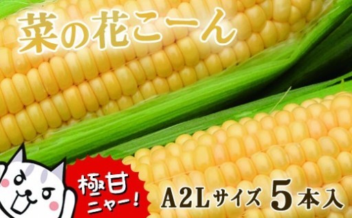 菜の花こーん 5本 A2Lサイズ 芦農園