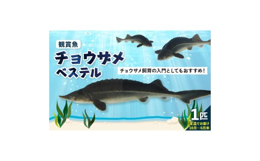 【広島県呉市】色や体形が個性的⭐目がかわいい⁉️観賞用チョウザメ🦈