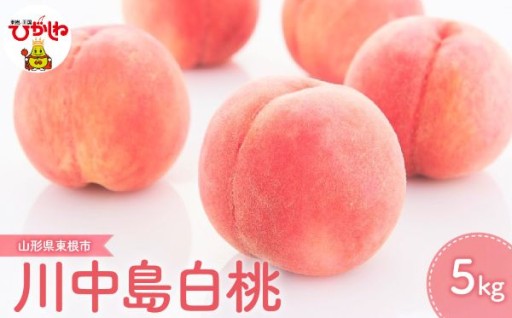 【山形県東根市】果樹王国ひがしねのもも「川中島白桃」をお召し上がりください！🍑✨