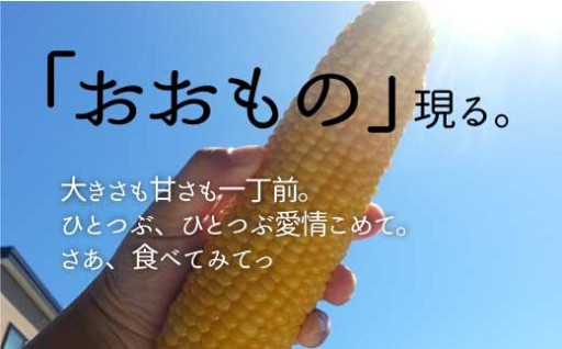 栗山町のスイートコーン「おおもの」