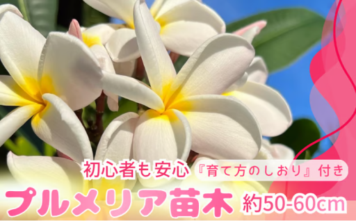 南国の風が運ぶ「プルメリア」5月～7月限定！！