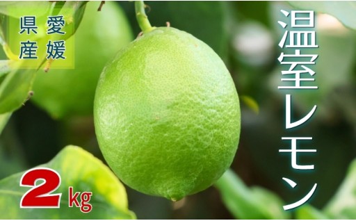 栄養たっぷり💪温室レモン🍋2kg