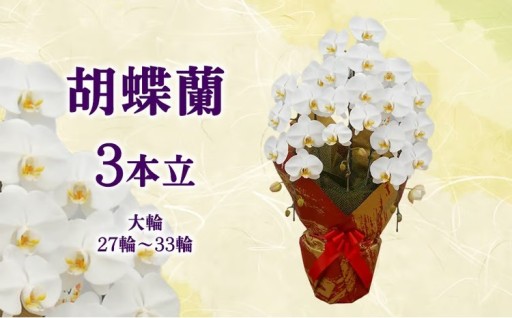 胡蝶蘭 3本立（大輪／27輪～33輪）
