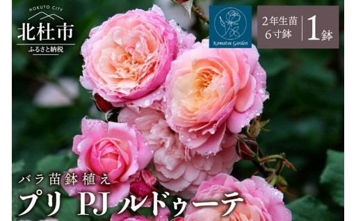 【2027年2月以降発送】バラ苗鉢植え「プリ PJ ルドゥーテ」
