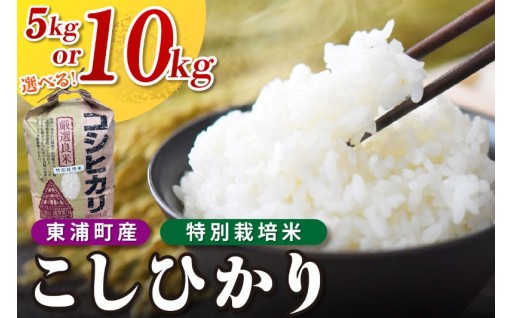【選べる内容量】🍚東浦町産 こしひかり 約10kg🍚5kg（5kg×1袋） / 10kg（5kg×2袋）