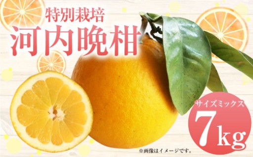【先行受付】特別栽培河内晩柑 7kg