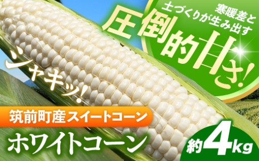まるでフルーツのような味わい！興膳農園のスイートコーン ホワイトコーン 約4kg
